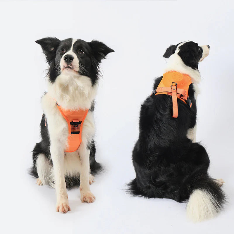 Zylo 6-In-1 Dog Harness