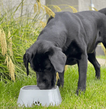 Zylo Anti-Splash Pet Waterer - Spill-Proof Hydration