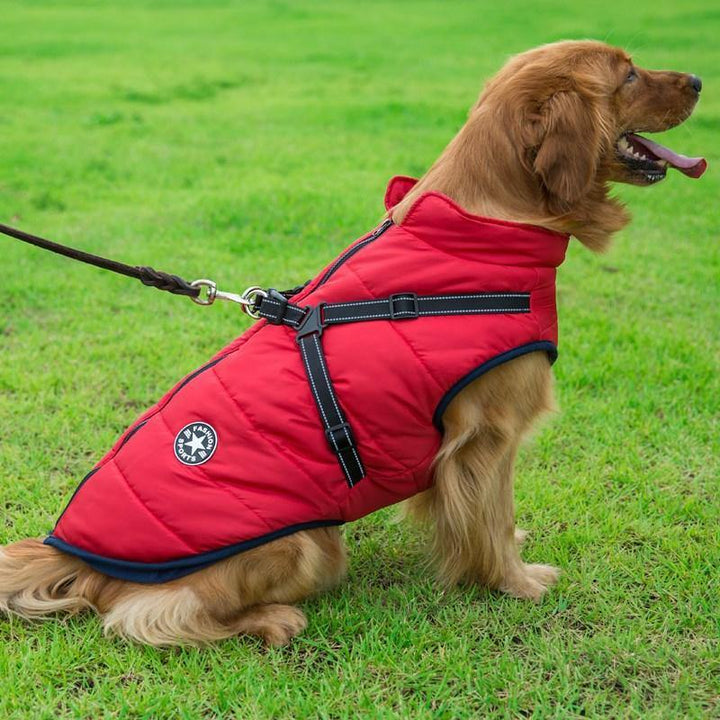 Golden Retriever Blazer