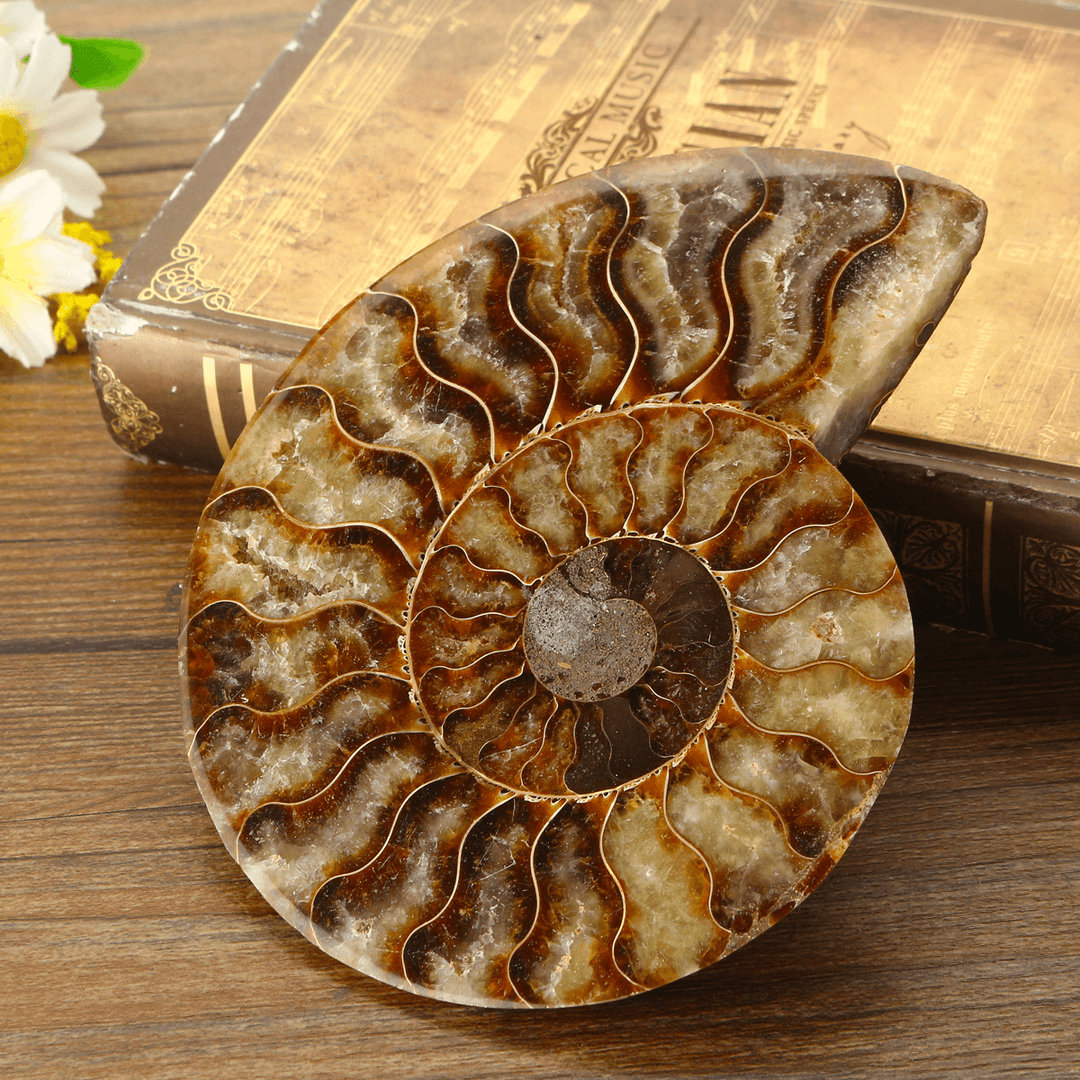 13Cm Large Natural Ammonite Fossil Sea Conch Crystal Specimen Decorations