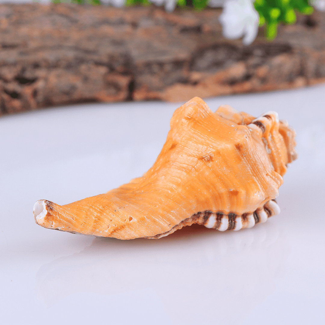 10-12Cm Home Furnishing Marine Sea Decorations Giant Natural Tridacna Big Conch