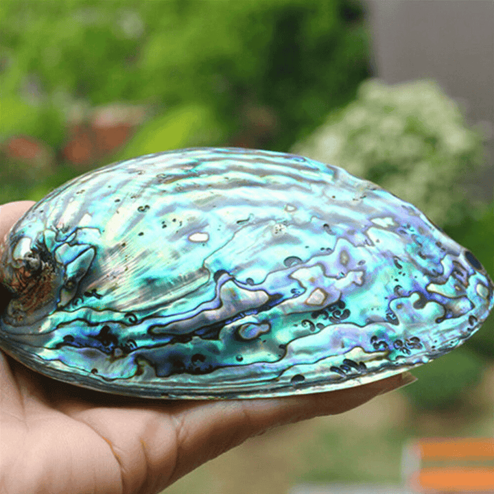 Natural Fine Polished Abalone Shell Seashells Conch 10-12Cm Home Fish Tank Decorations