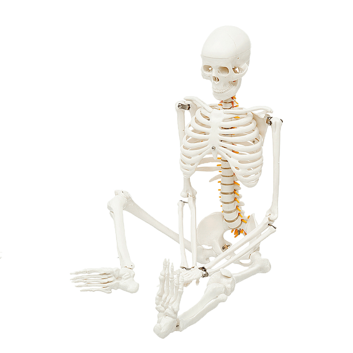 85Cm Lifesize Detachable Human Skeleton Bone Model Removable Arms Legs W Stand Anatomical Model Decorations