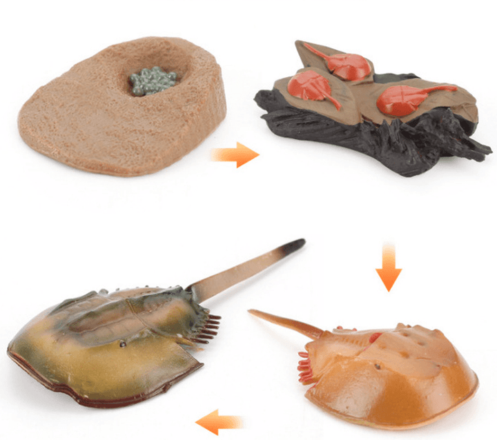 Children'S Cognitive Science and Education Simulation Insect Animal Growth Cycle Model