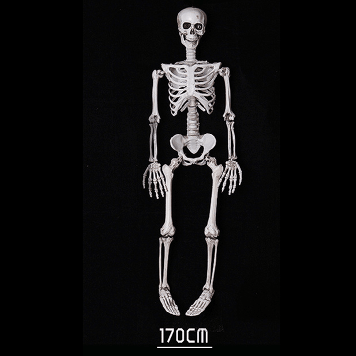 170Cm Halloween Skeleton Poseable Decorations Life Size Party Decoration Gift PVC