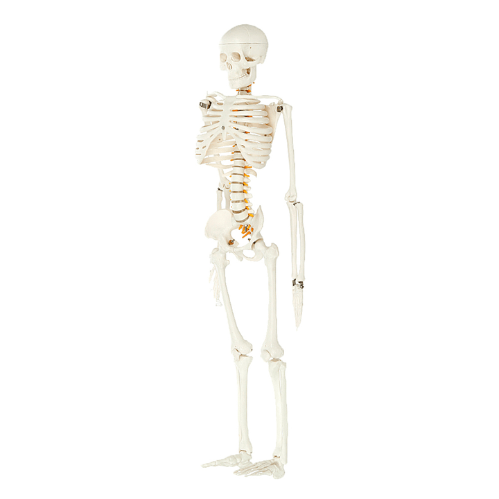 85Cm Lifesize Detachable Human Skeleton Bone Model Removable Arms Legs W Stand Anatomical Model Decorations