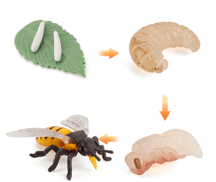 Children'S Cognitive Science and Education Simulation Insect Animal Growth Cycle Model