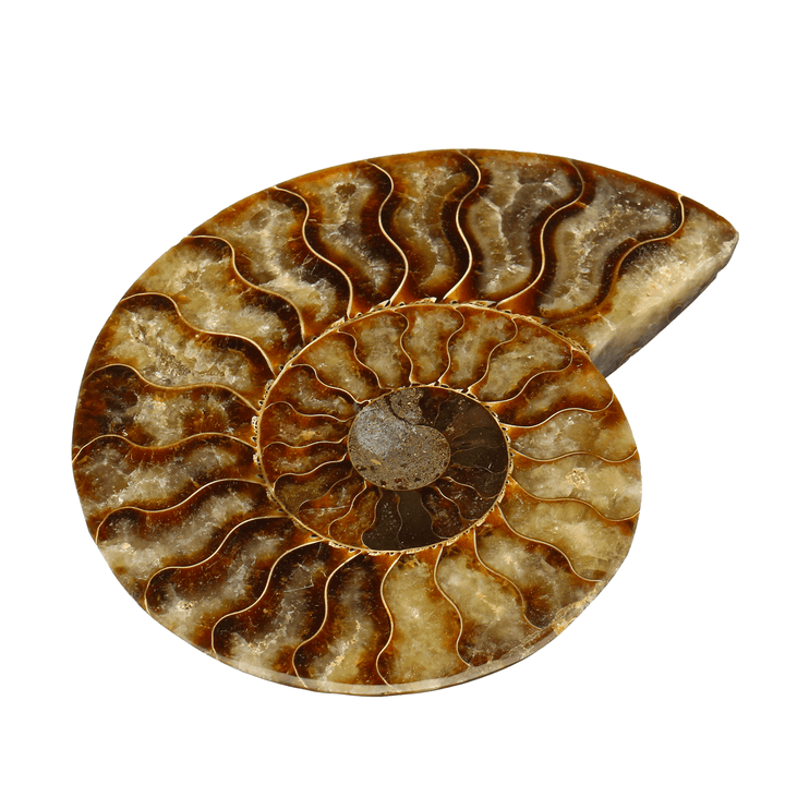 13Cm Large Natural Ammonite Fossil Sea Conch Crystal Specimen Decorations