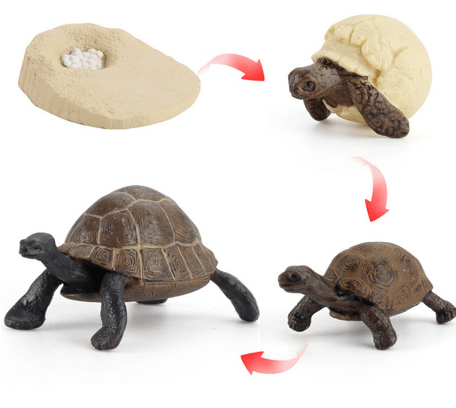 Children'S Cognitive Science and Education Simulation Insect Animal Growth Cycle Model