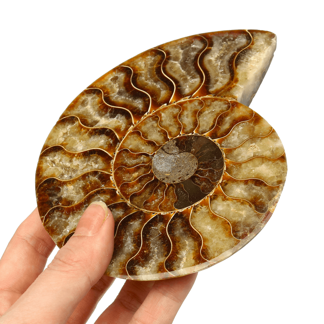 13Cm Large Natural Ammonite Fossil Sea Conch Crystal Specimen Decorations