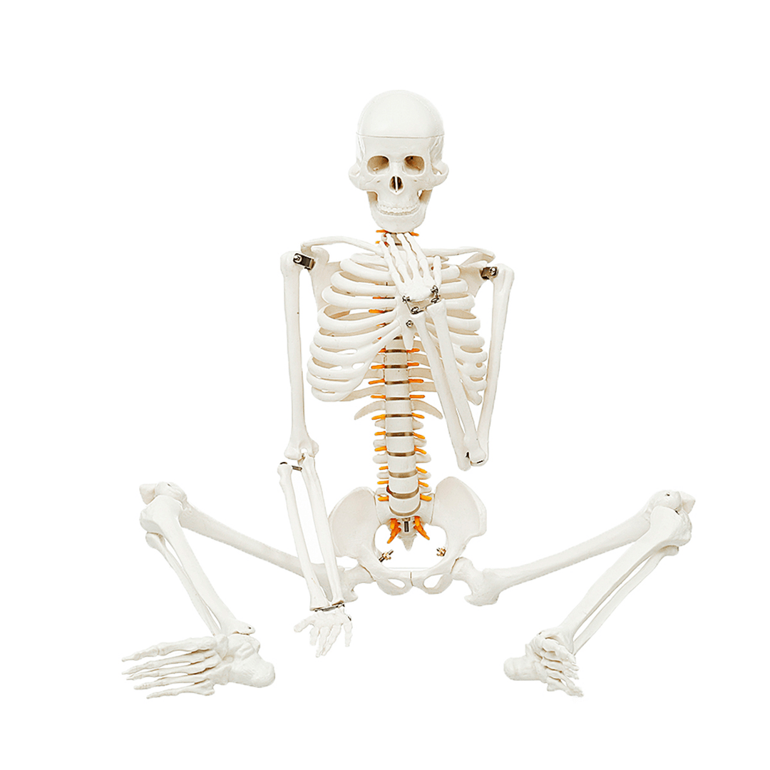 85Cm Lifesize Detachable Human Skeleton Bone Model Removable Arms Legs W Stand Anatomical Model Decorations