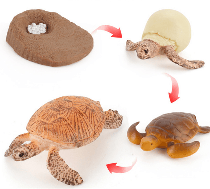 Children'S Cognitive Science and Education Simulation Insect Animal Growth Cycle Model