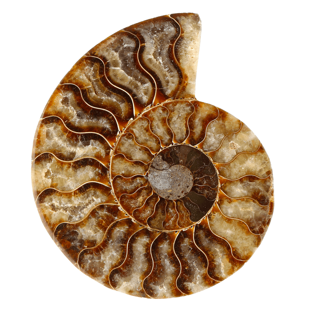 13Cm Large Natural Ammonite Fossil Sea Conch Crystal Specimen Decorations