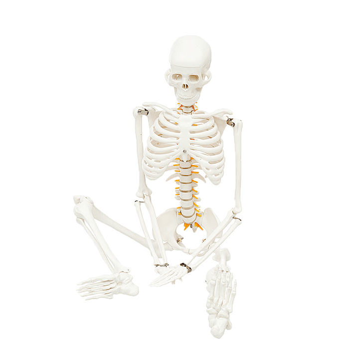 85Cm Lifesize Detachable Human Skeleton Bone Model Removable Arms Legs W Stand Anatomical Model Decorations