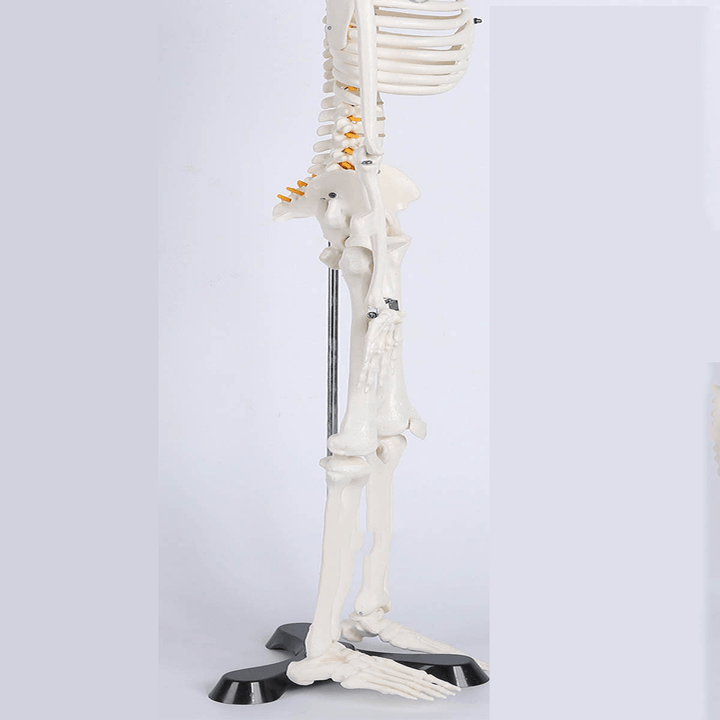 85Cm Lifesize Detachable Human Skeleton Bone Model Removable Arms Legs W Stand Anatomical Model Decorations