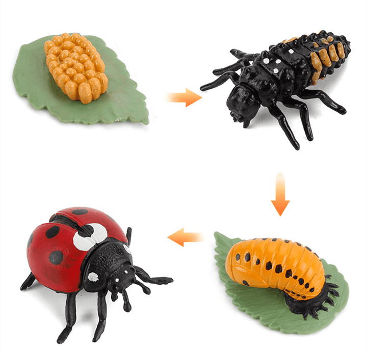 Children'S Cognitive Science and Education Simulation Insect Animal Growth Cycle Model