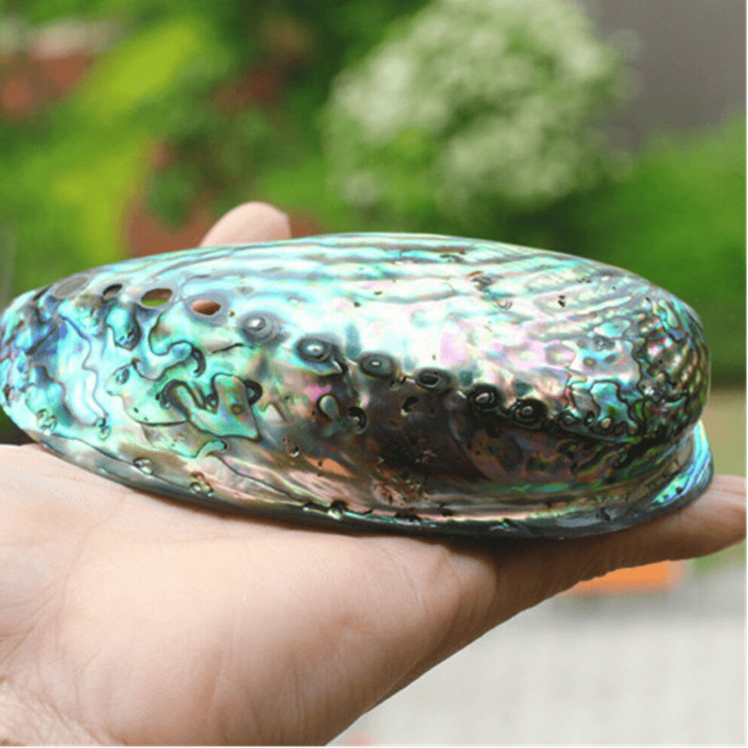 Natural Fine Polished Abalone Shell Seashells Conch 10-12Cm Home Fish Tank Decorations