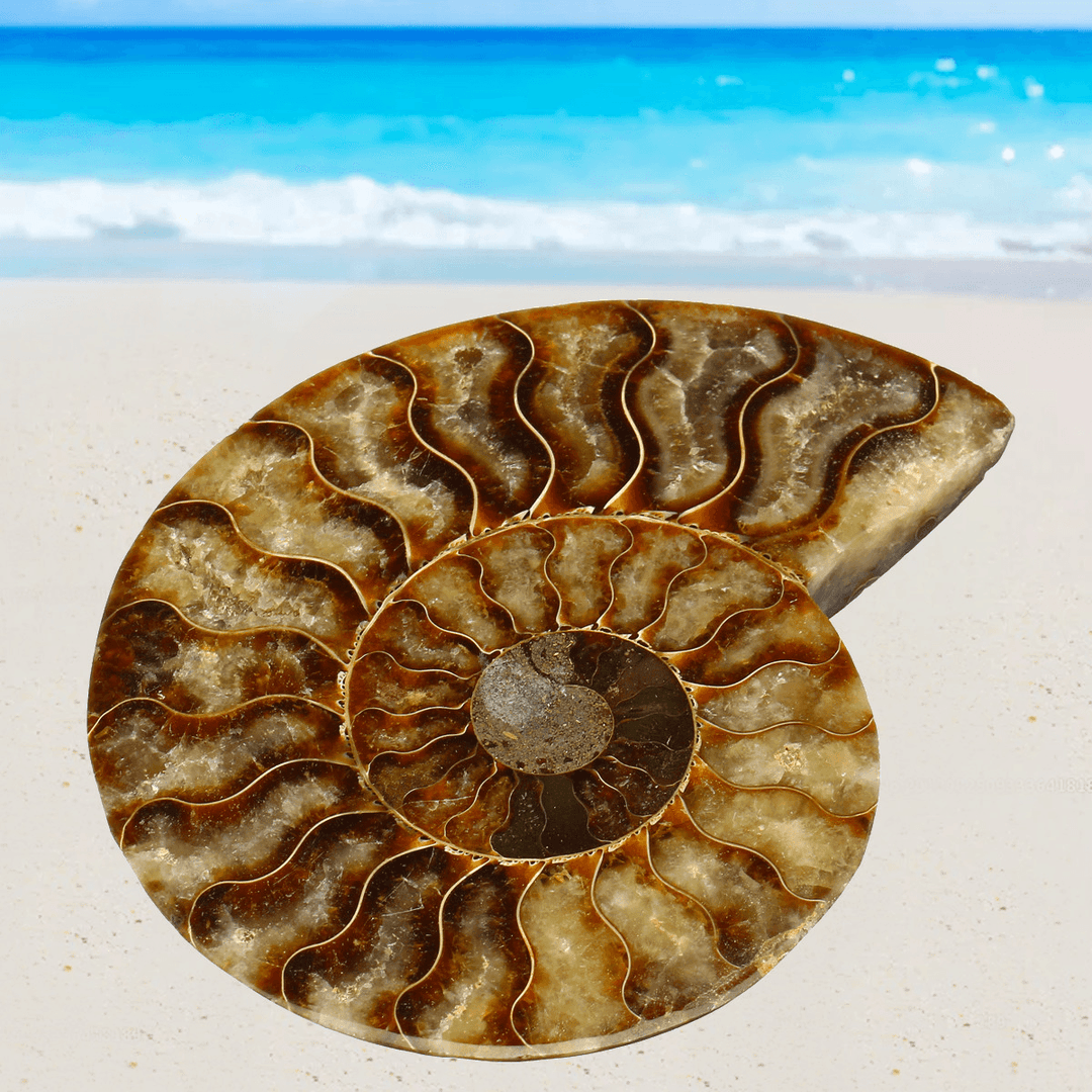 13Cm Large Natural Ammonite Fossil Sea Conch Crystal Specimen Decorations