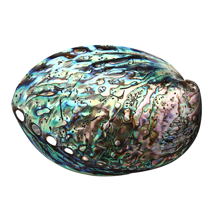 Natural Fine Polished Abalone Shell Seashells Conch 10-12Cm Home Fish Tank Decorations