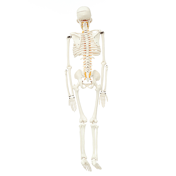 85Cm Lifesize Detachable Human Skeleton Bone Model Removable Arms Legs W Stand Anatomical Model Decorations