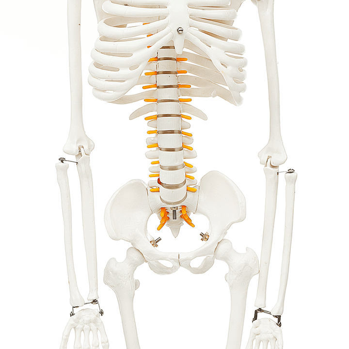 85Cm Lifesize Detachable Human Skeleton Bone Model Removable Arms Legs W Stand Anatomical Model Decorations