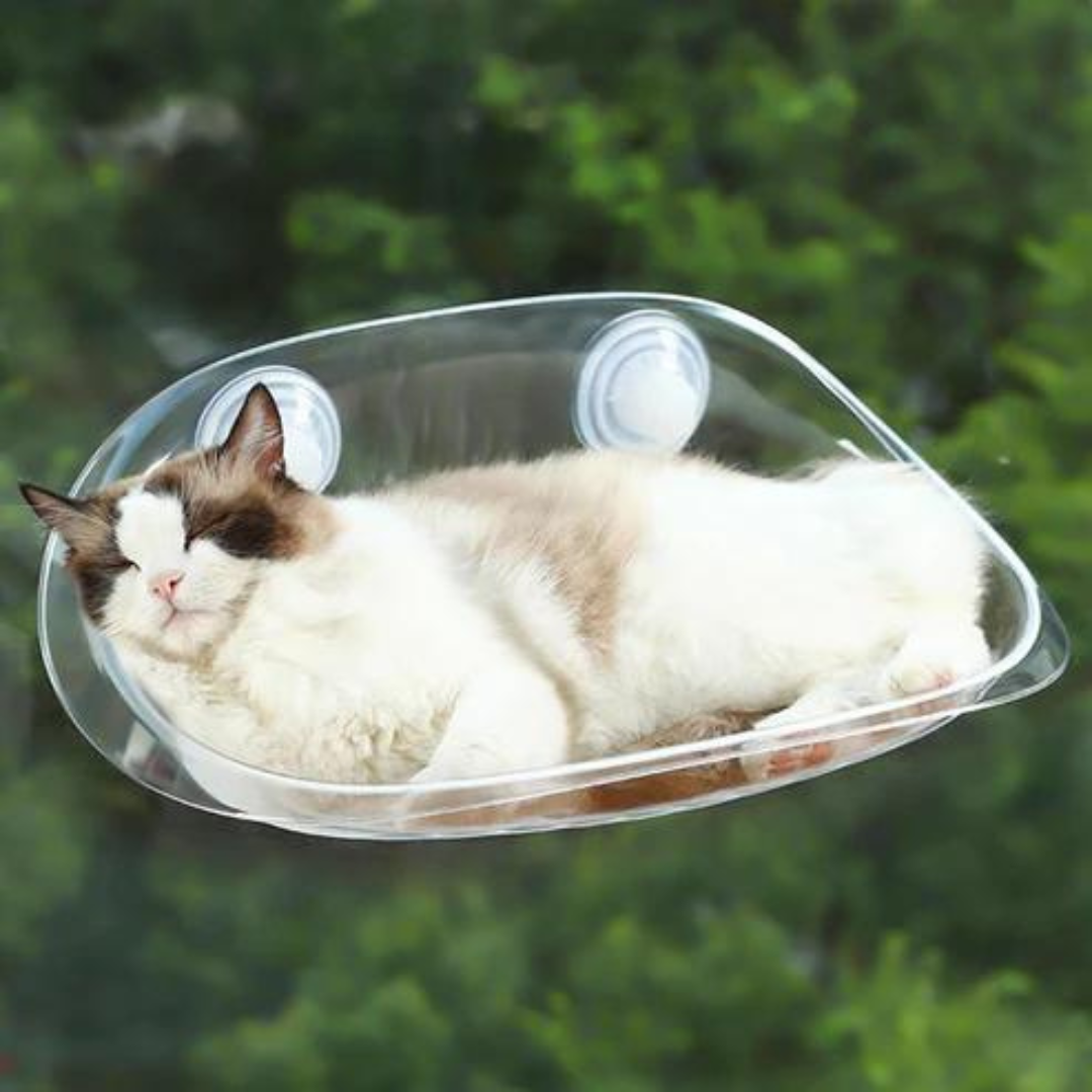 Zylo Transparent Cat Basket - Perfect Perch for Cats