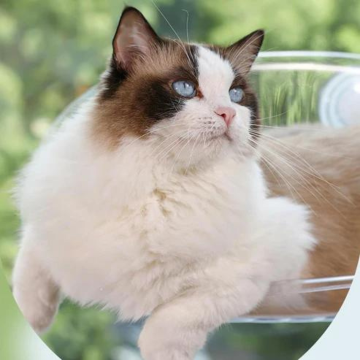 Zylo Transparent Cat Basket - Perfect Perch for Cats