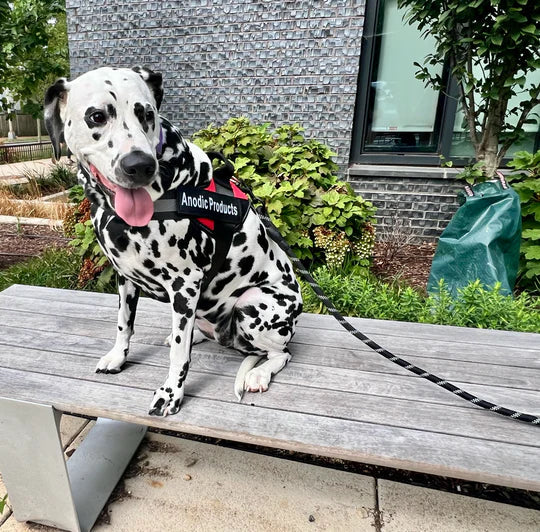 Zylo Personalized Dog Harness