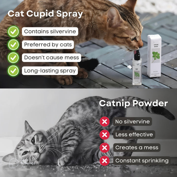 Boost Energy & Calm Your Cat