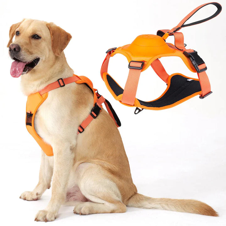 Zylo 6-In-1 Dog Harness