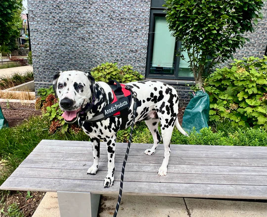 Zylo Personalized Dog Harness