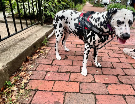 Zylo Personalized Dog Harness