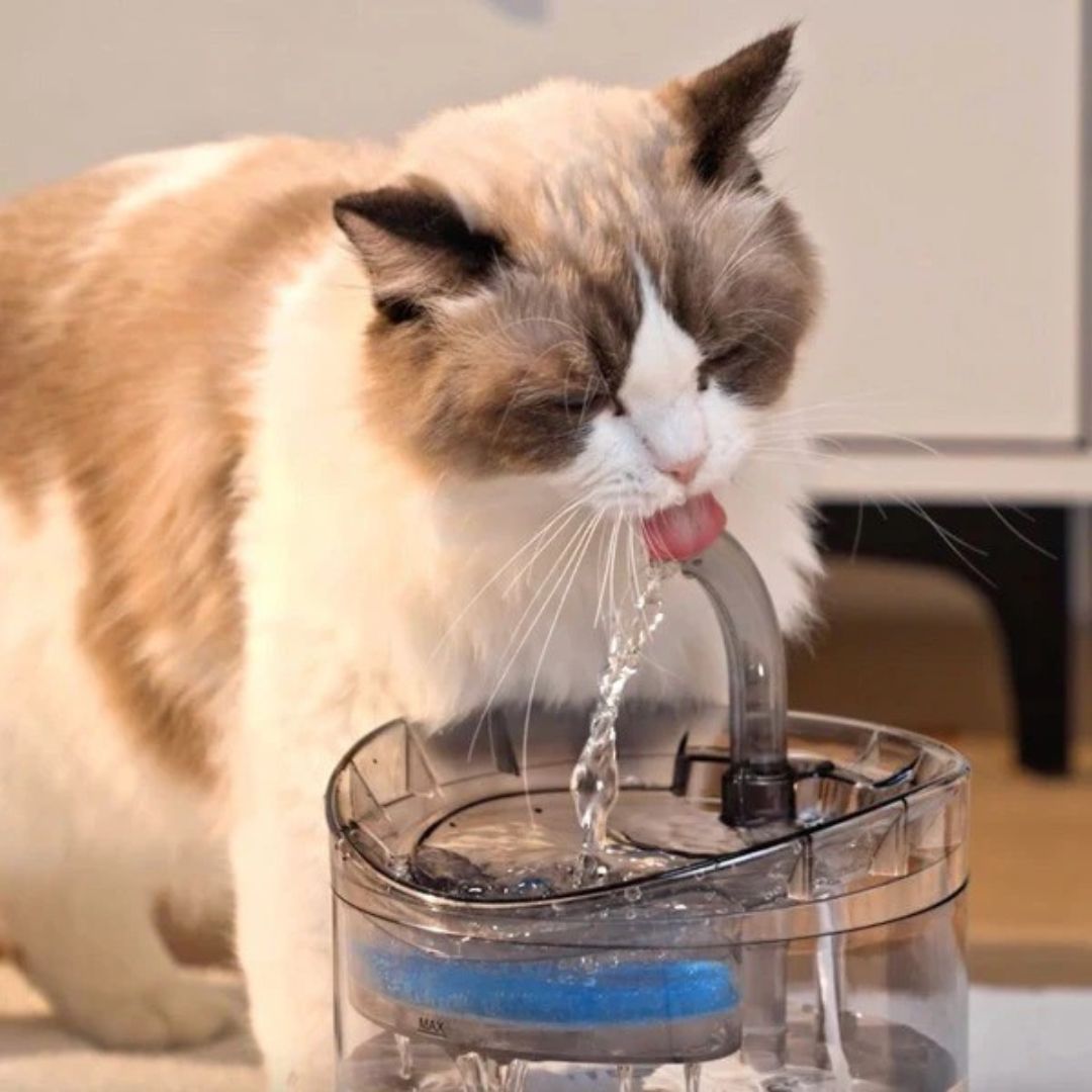 Zylo HydroPurr Fountain 2.0