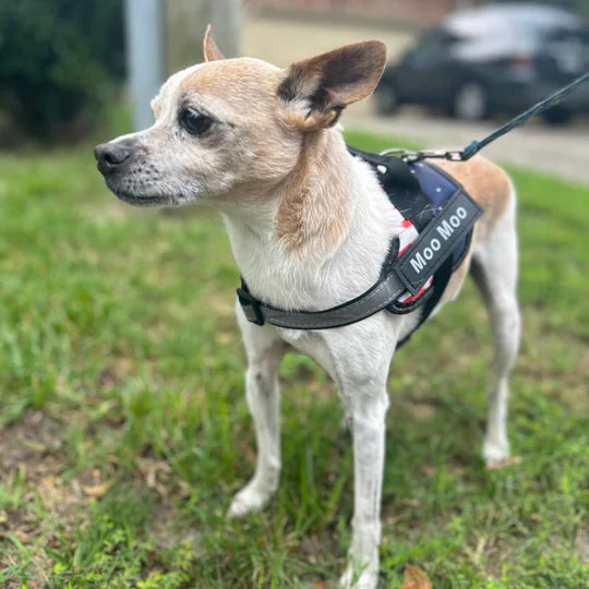 Zylo Personalized Dog Harness