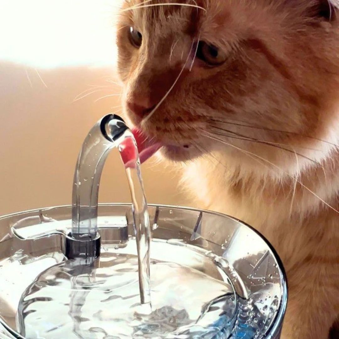 Zylo HydroPurr Fountain 2.0